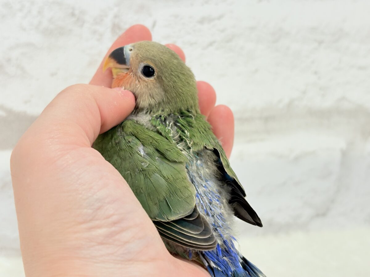 コザクラインコ（小桜インコ）