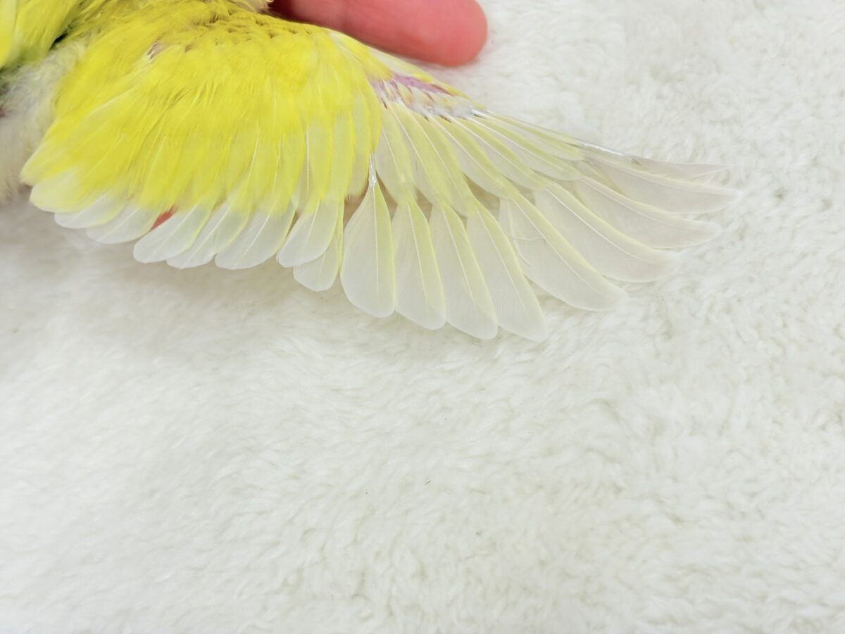 コザクラインコ（小桜インコ）
