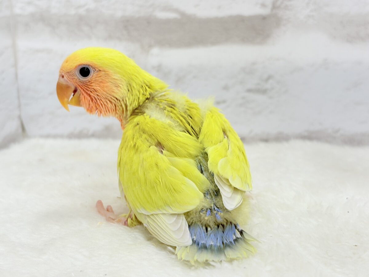 コザクラインコ（小桜インコ）