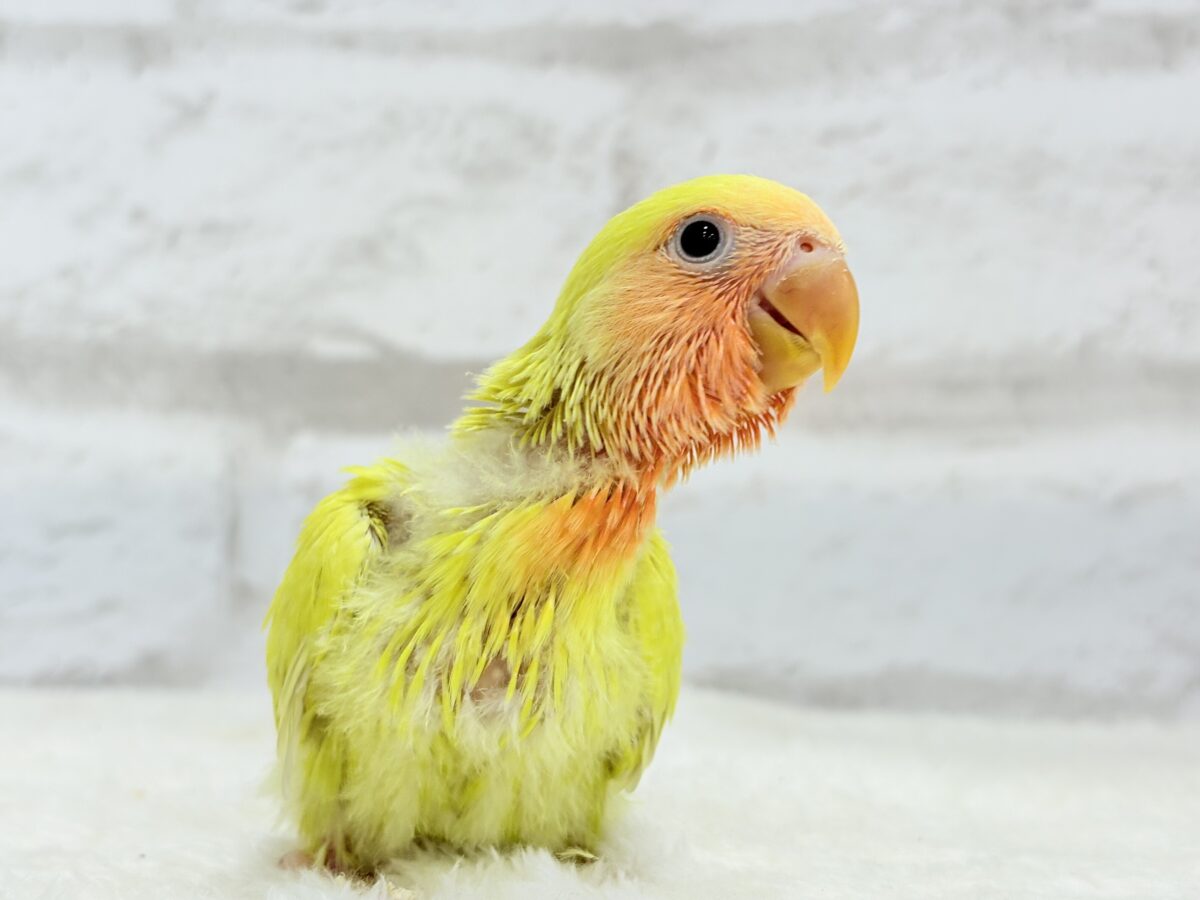 コザクラインコ（小桜インコ）