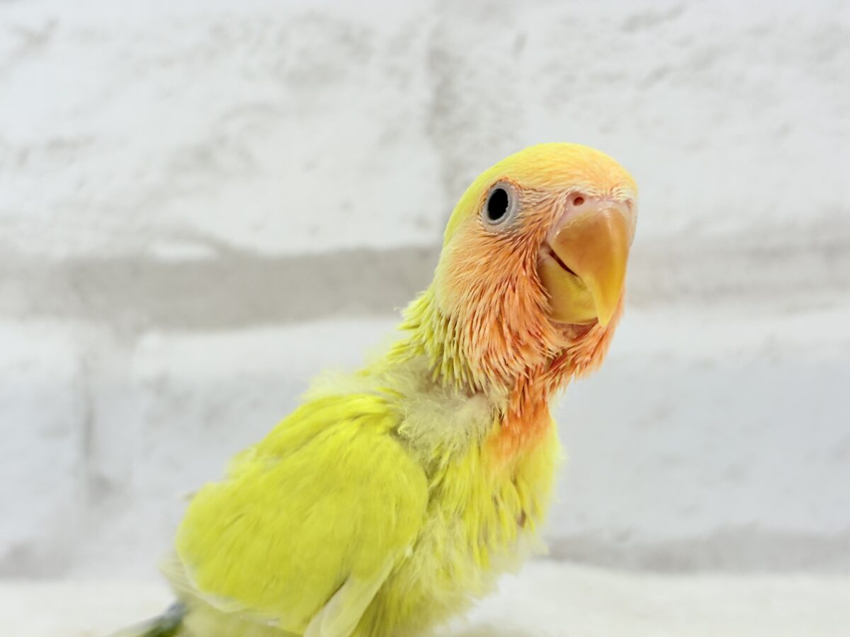 コザクラインコ（小桜インコ）