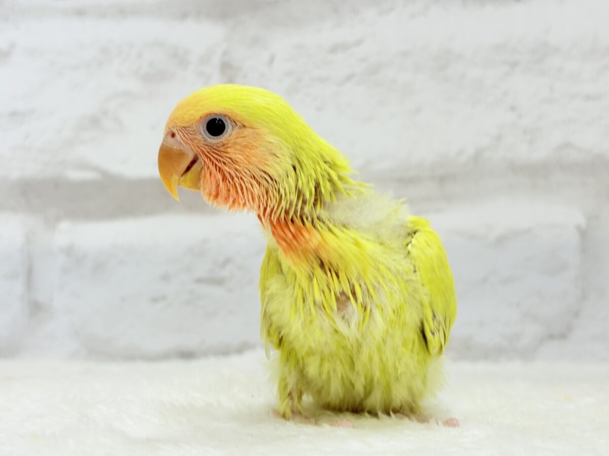 コザクラインコ（小桜インコ）