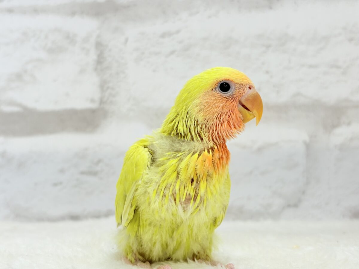 コザクラインコ（小桜インコ）
