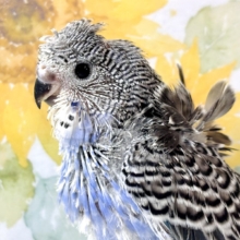 💙🪻ふわっと羽衣をまとった小さな妖精♡ ブルーバイオレットの羽衣セキセイインコ