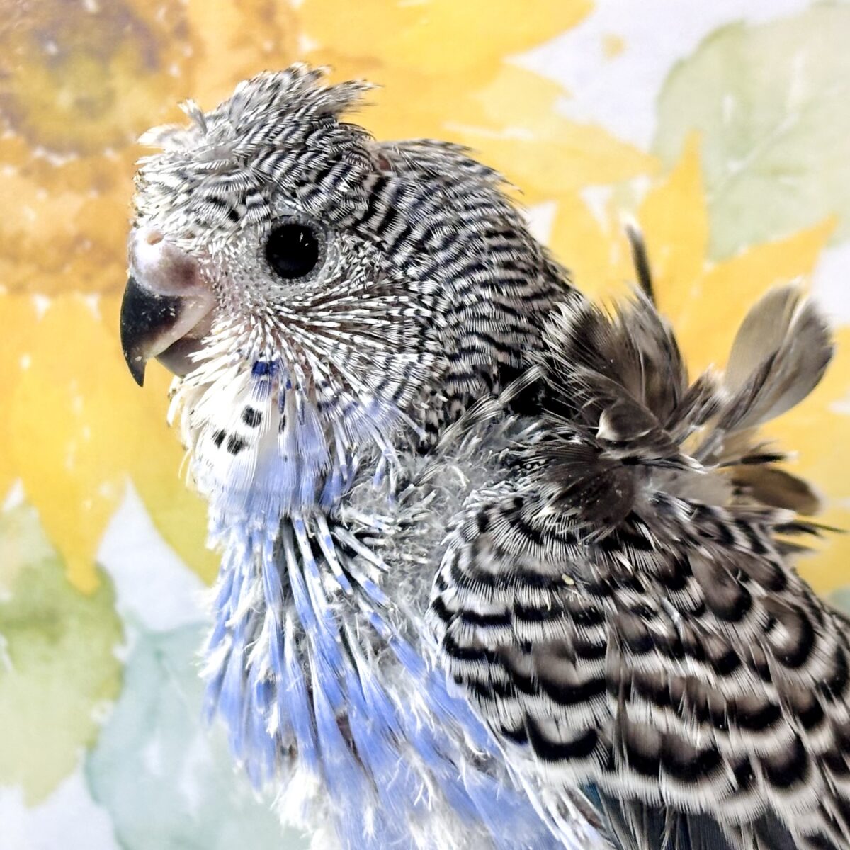 💙🪻ふわっと羽衣をまとった小さな妖精♡ ブルーバイオレットの羽衣セキセイインコ