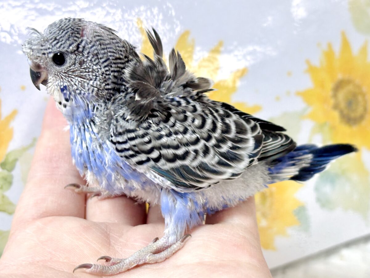 💙🪻ふわっと羽衣をまとった小さな妖精♡ ブルーバイオレットの羽衣セキセイインコ 羽衣セキセイインコ
