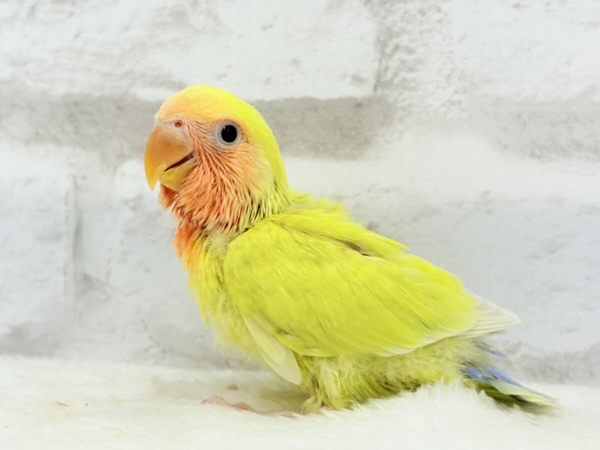 コザクラインコ（小桜インコ）