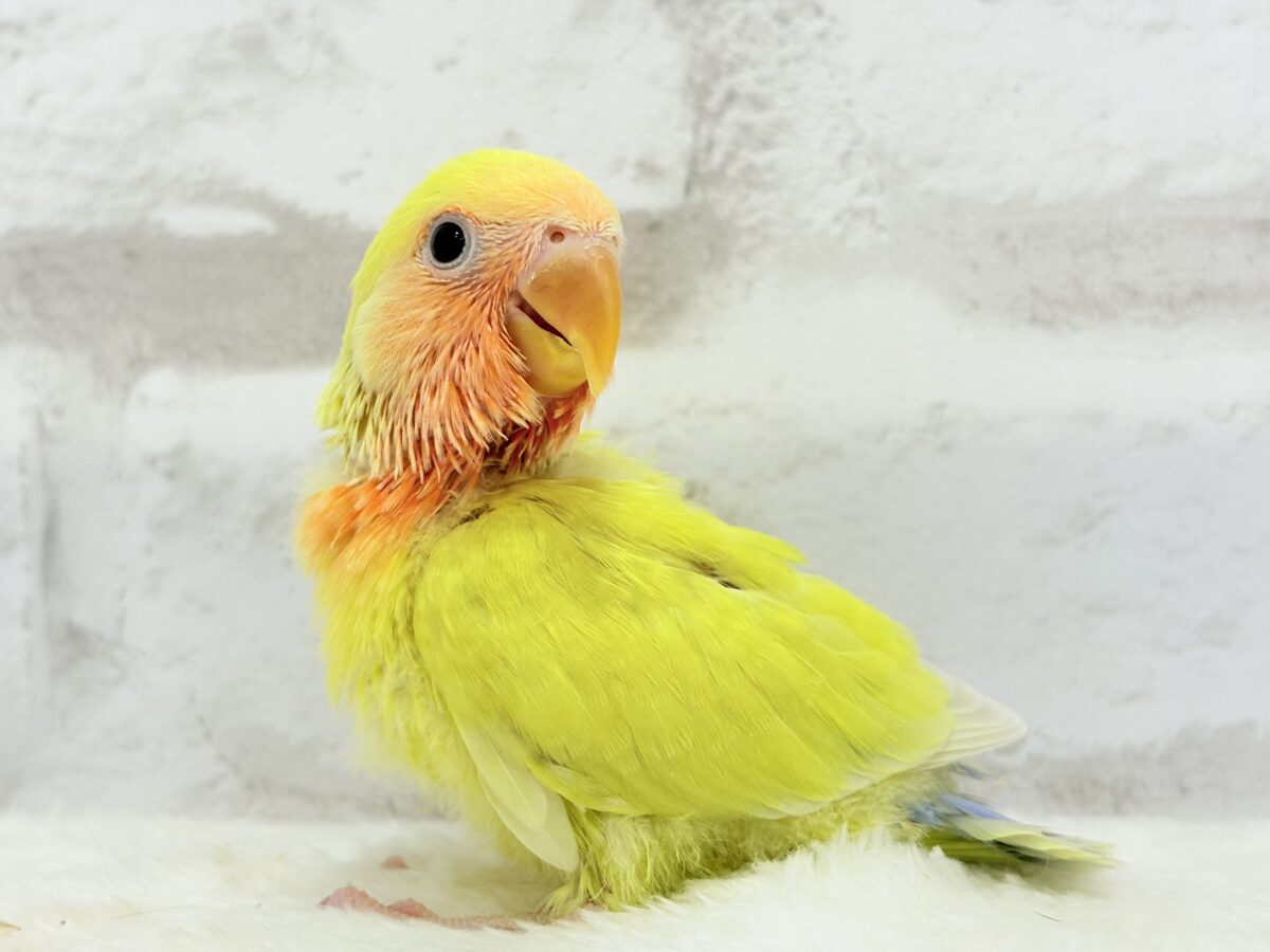 コザクラインコ（小桜インコ）