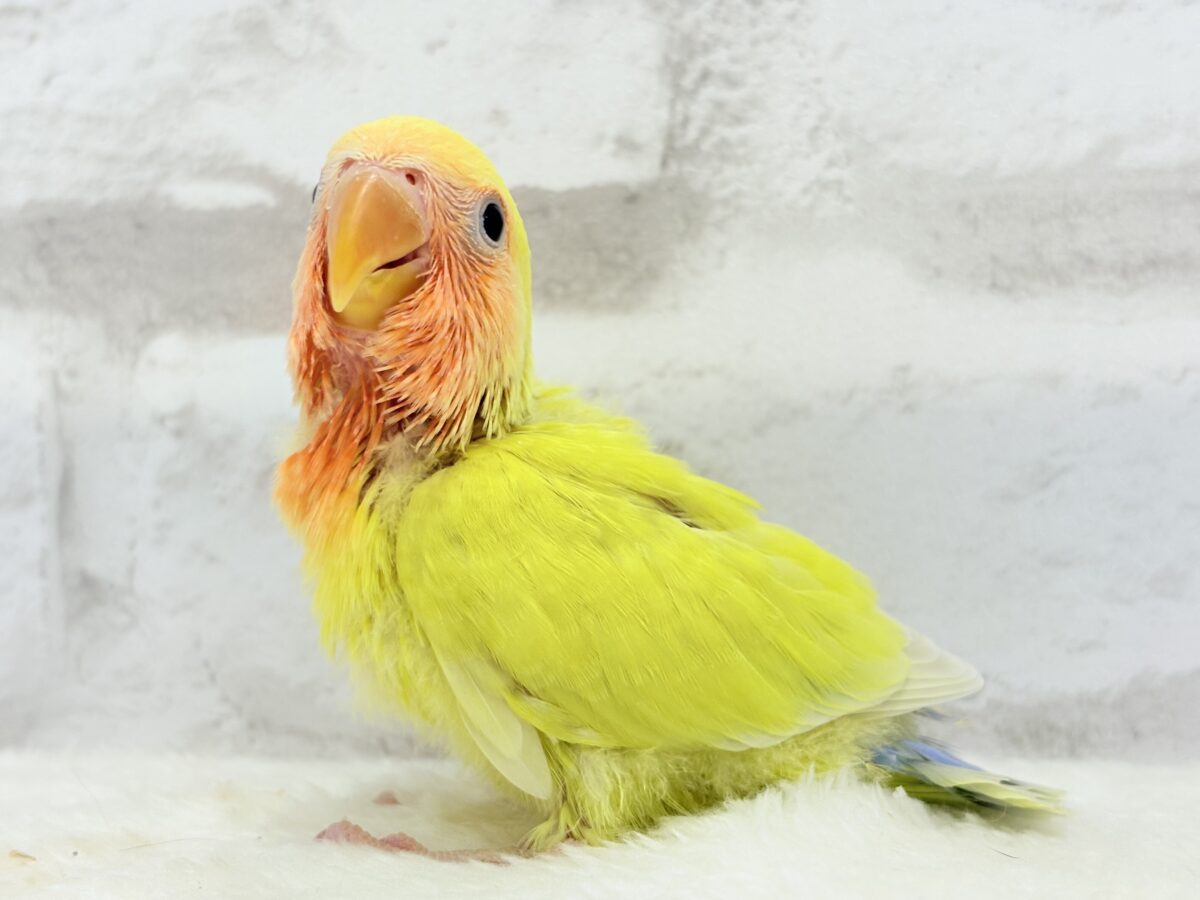 コザクラインコ（小桜インコ）