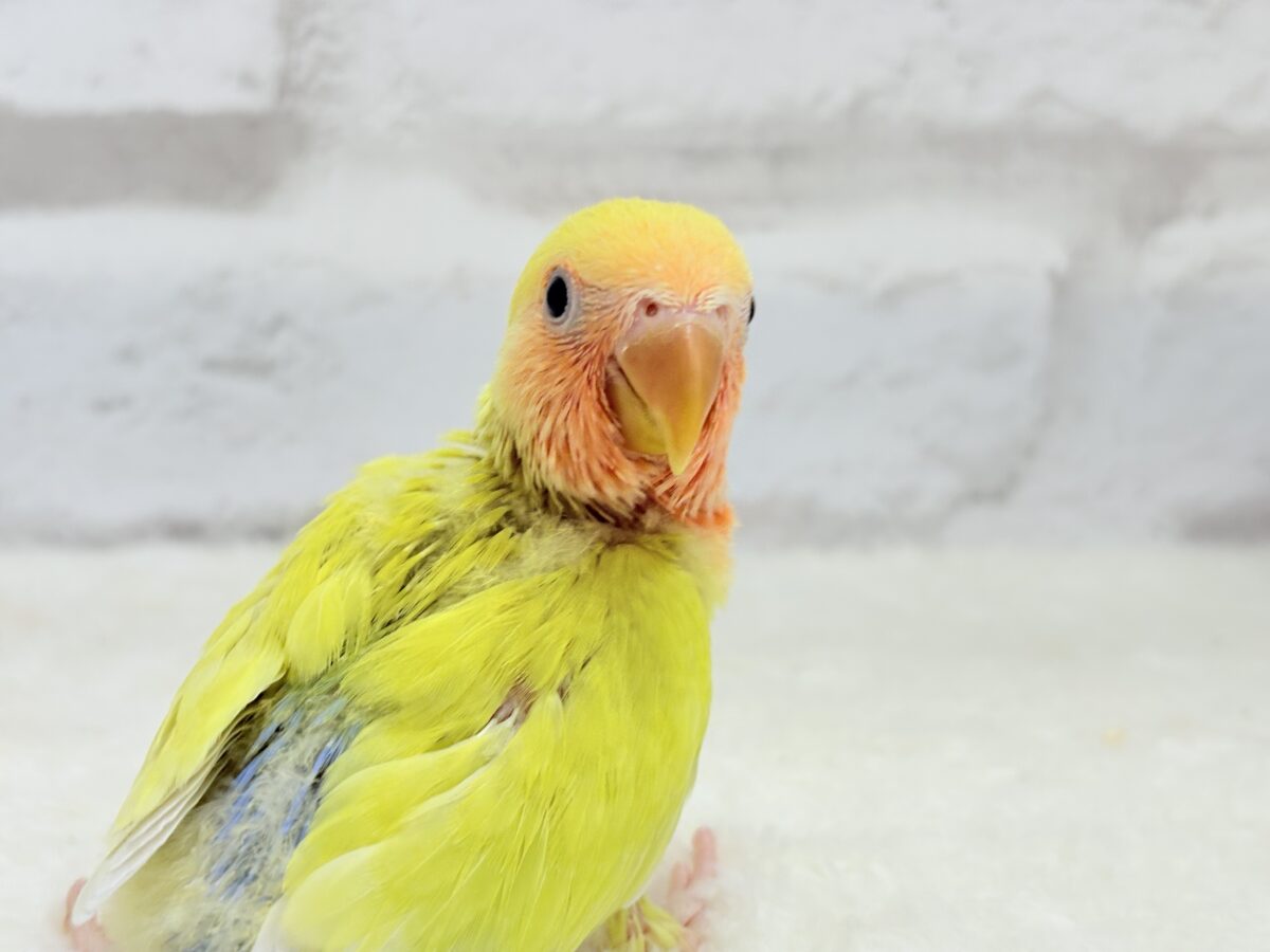 コザクラインコ（小桜インコ）