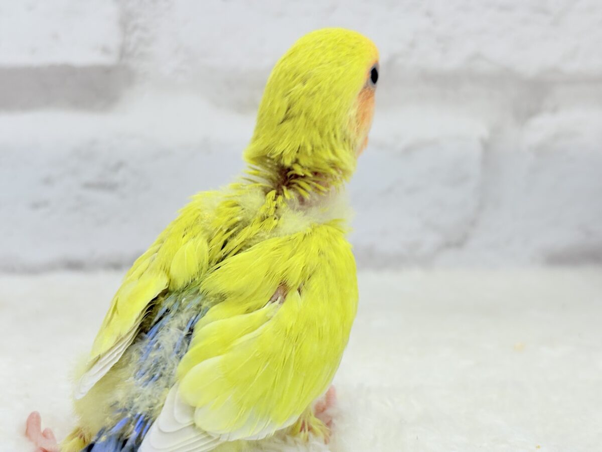コザクラインコ（小桜インコ）