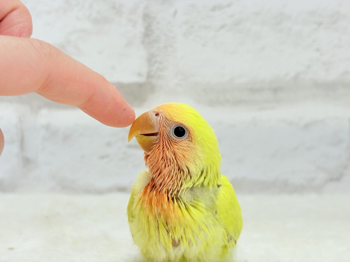 コザクラインコ（小桜インコ）