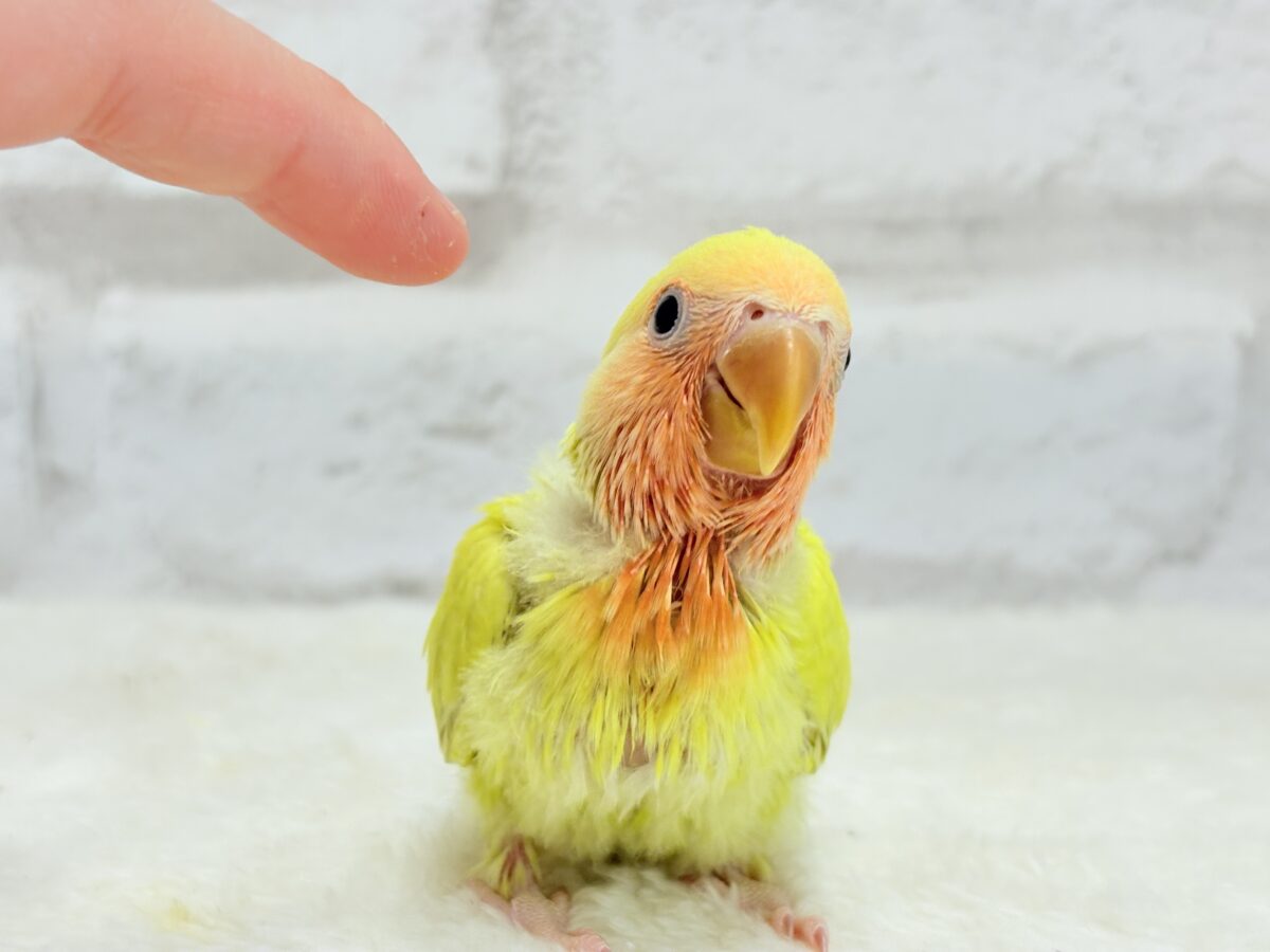 コザクラインコ（小桜インコ）