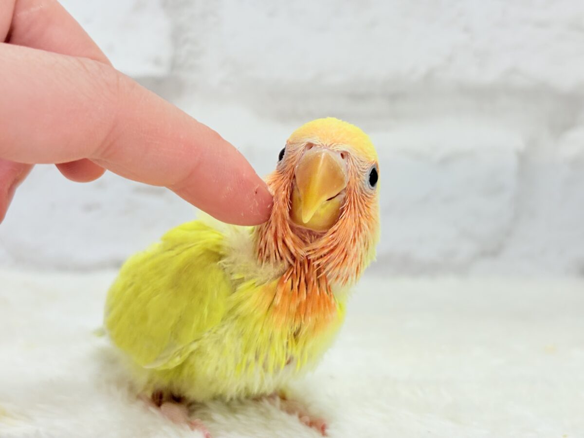 コザクラインコ（小桜インコ）