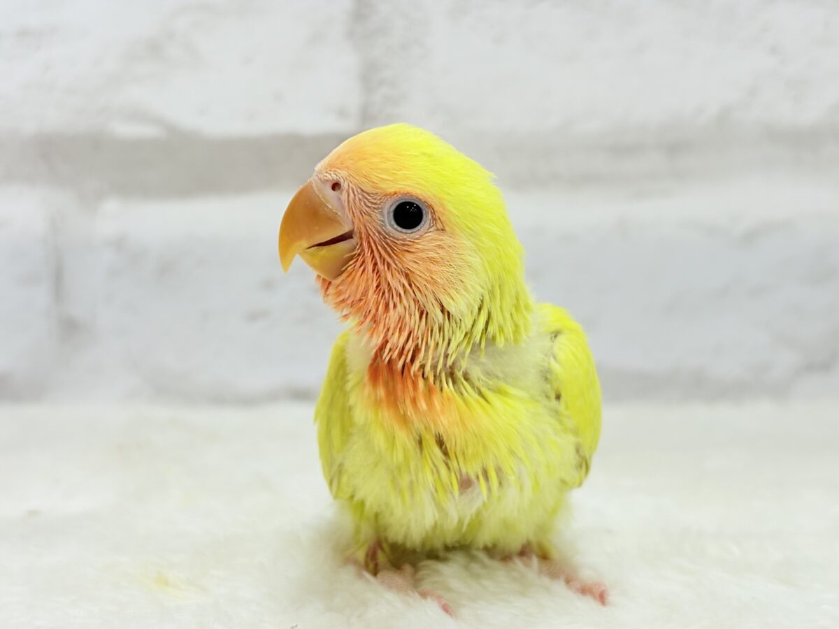 コザクラインコ（小桜インコ）