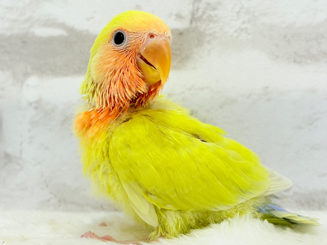 【最新画像更新🪄】存在感が太陽みたい🐣☀️コザクラインコ(ゴールデンチェリー) ヒナ