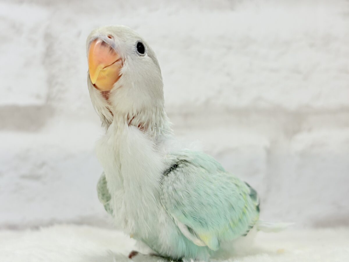 コザクラインコ（小桜インコ）