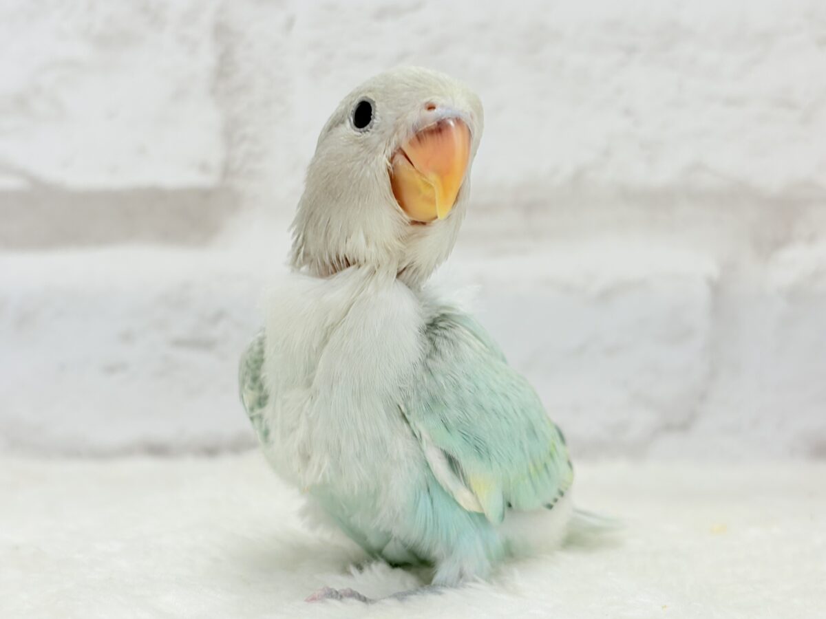 コザクラインコ（小桜インコ）