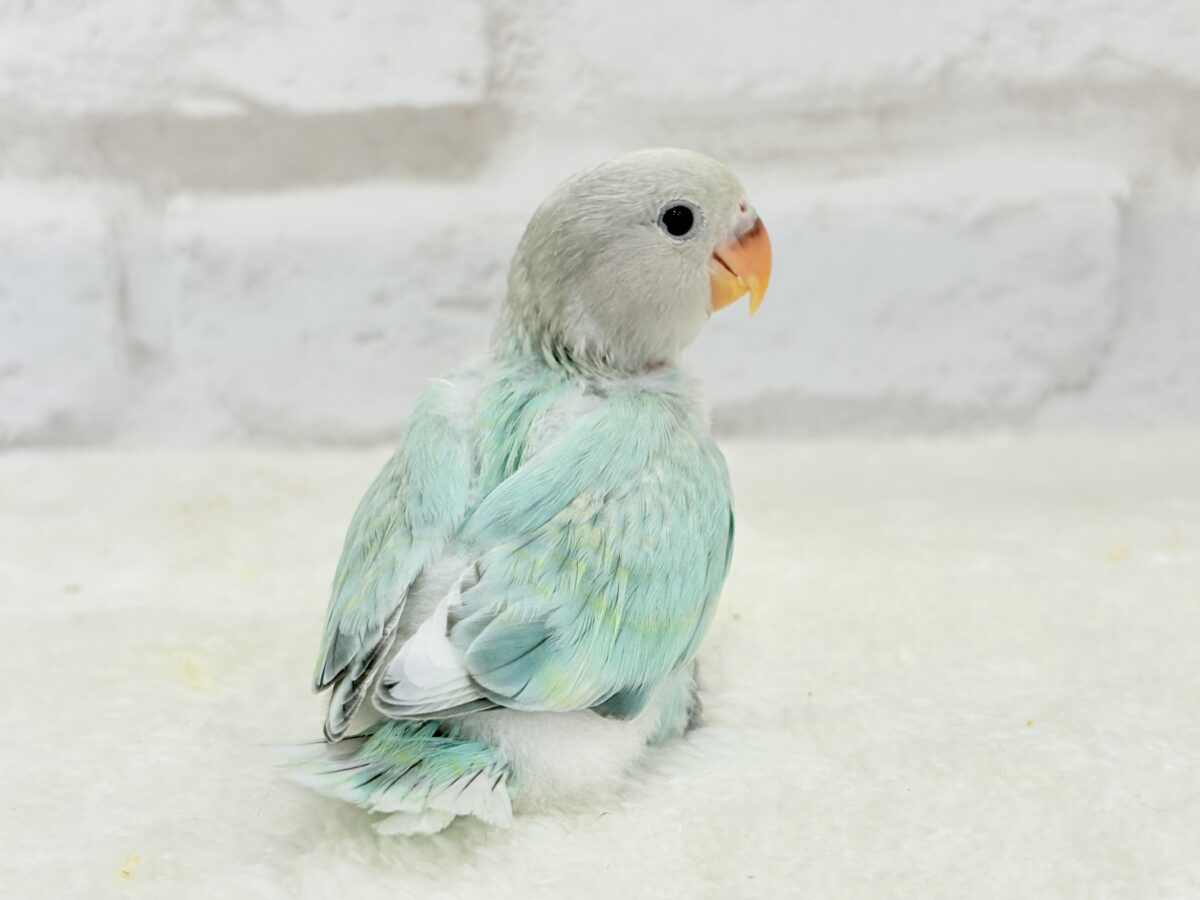 コザクラインコ（小桜インコ）