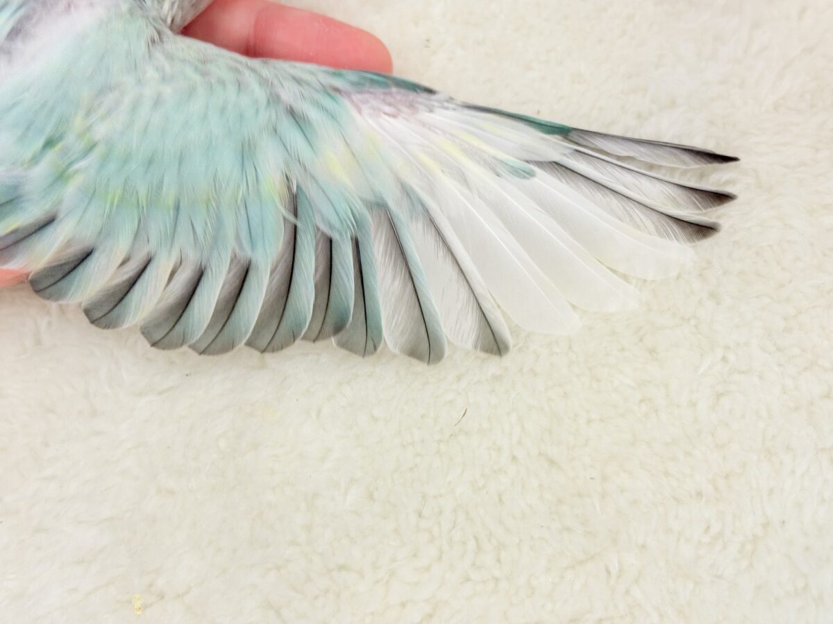 コザクラインコ（小桜インコ）