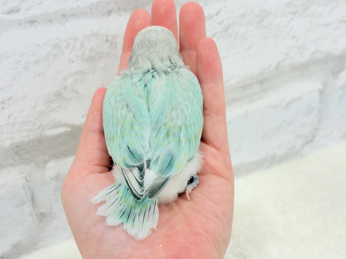 コザクラインコ（小桜インコ）