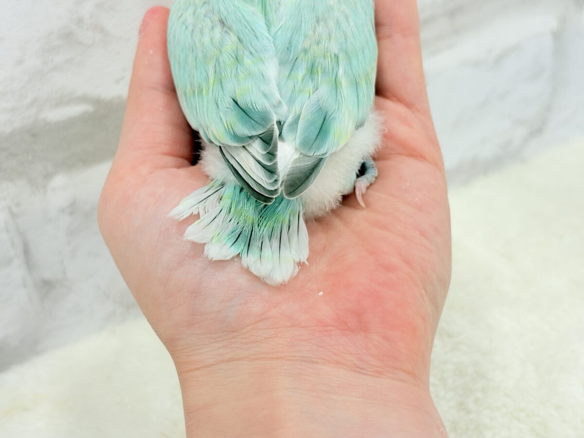 コザクラインコ（小桜インコ）