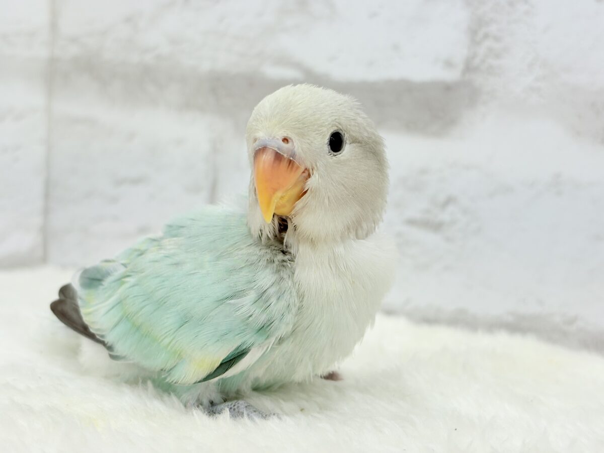 コザクラインコ（小桜インコ）