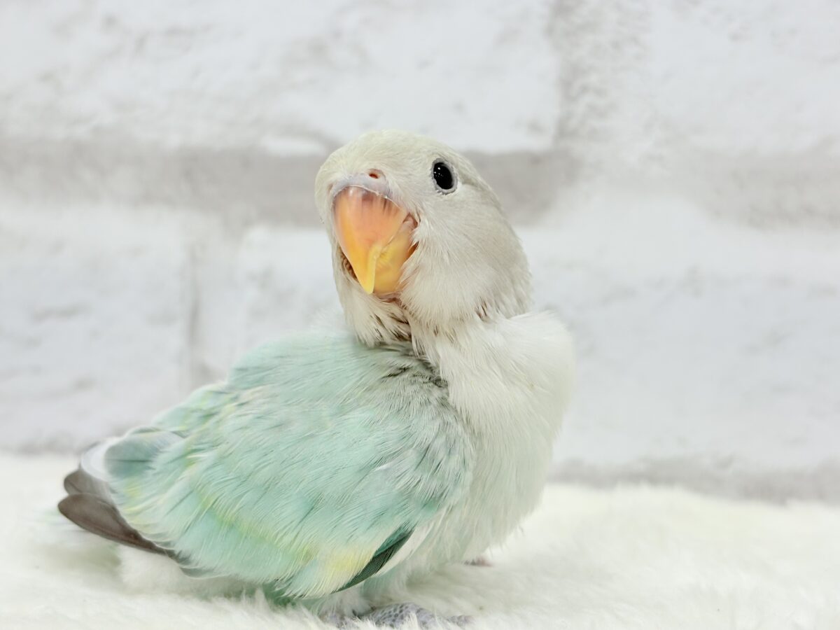 コザクラインコ（小桜インコ）