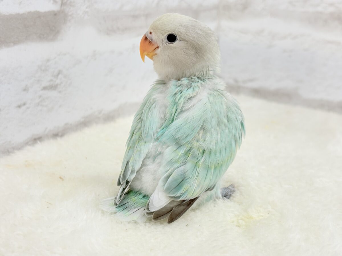 コザクラインコ（小桜インコ）