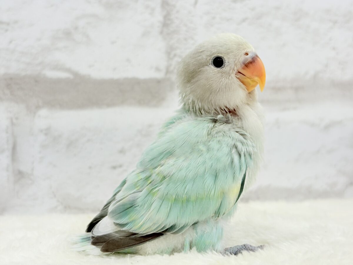 コザクラインコ（小桜インコ）