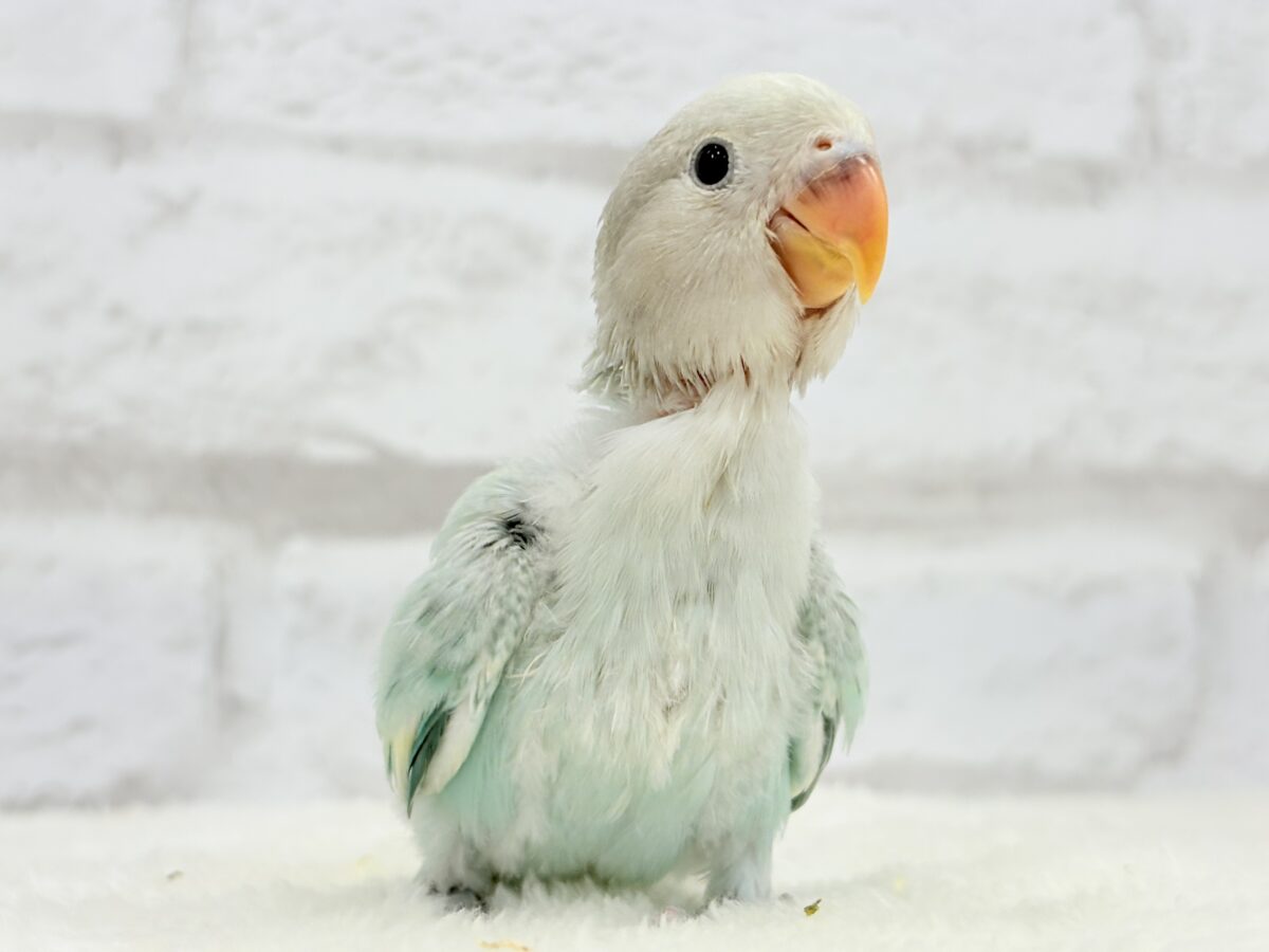 コザクラインコ（小桜インコ）