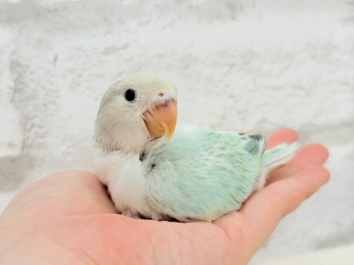 コザクラインコ（小桜インコ）
