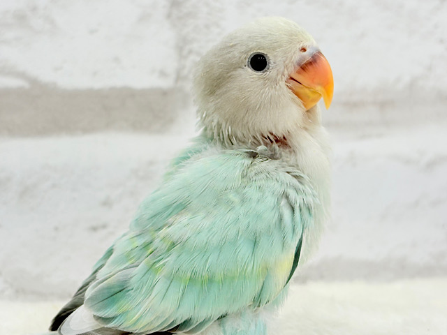 【最新画像更新🪄】もふふわ天使🐣✿.*･コザクラインコ(ブルーチェリーオパーリンパイド) ヒナ