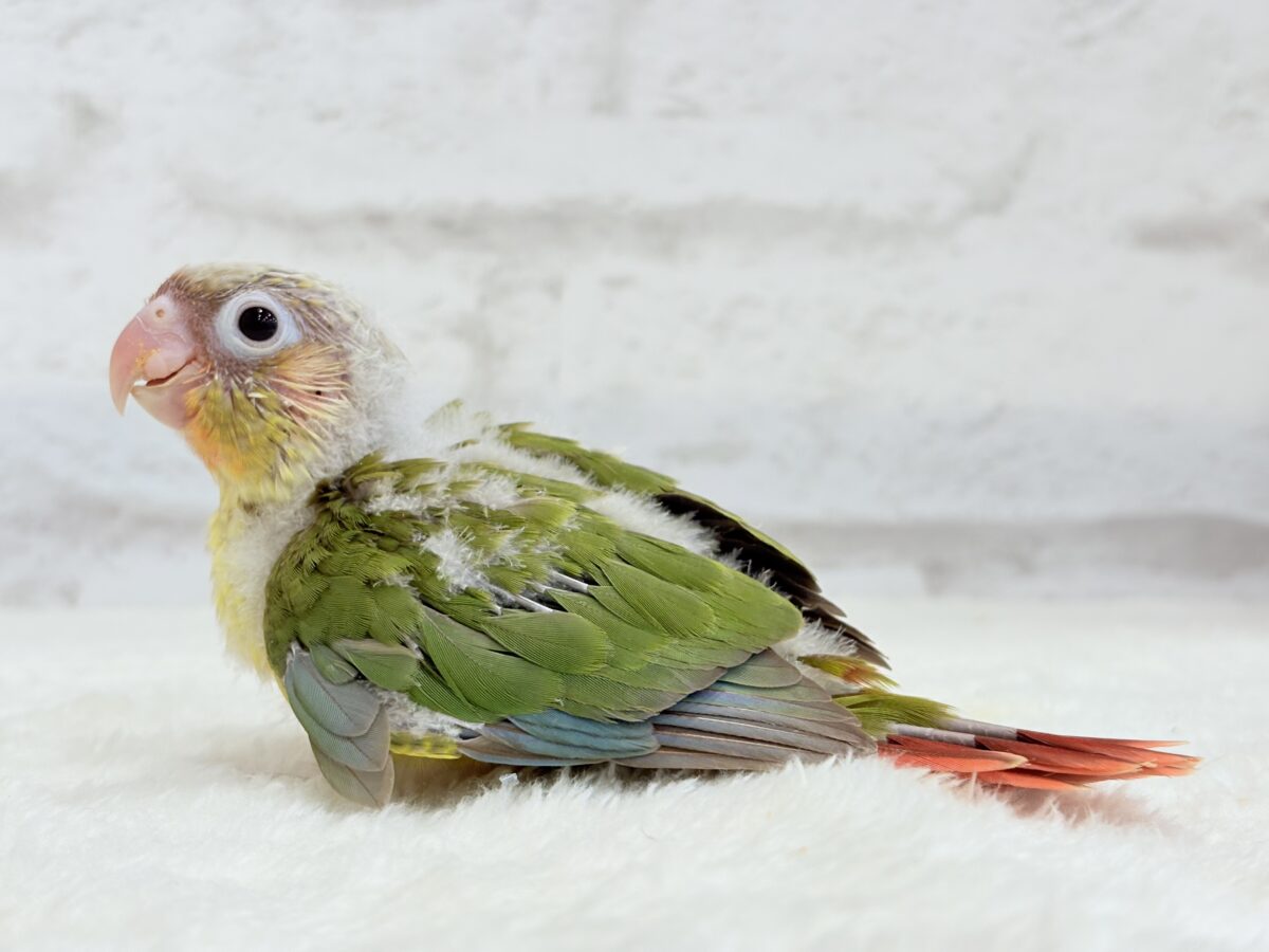 【最新画像・動画更新🪄】常夏⛱もこもこパインちゃん🐣🍍💖ウロコインコ(パイナップル) ヒナ ホオミドリウロコインコ