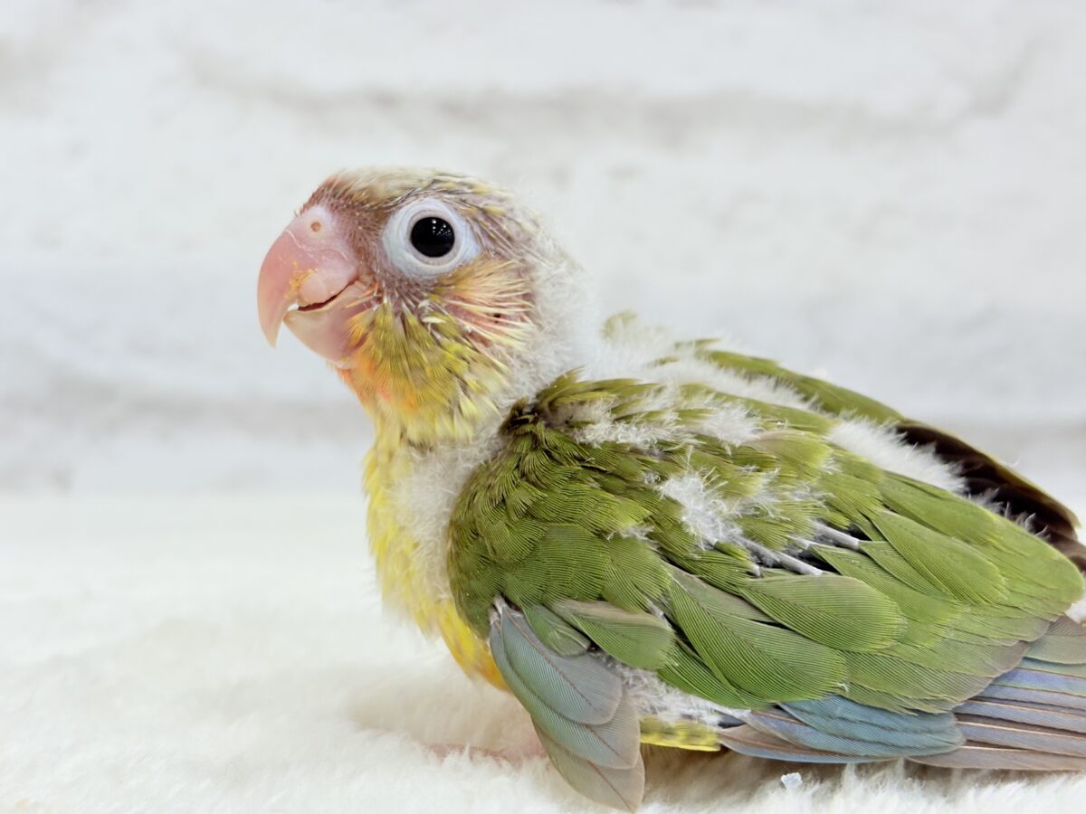 【最新画像・動画更新🪄】常夏⛱もこもこパインちゃん🐣🍍💖ウロコインコ(パイナップル) ヒナ ホオミドリウロコインコ