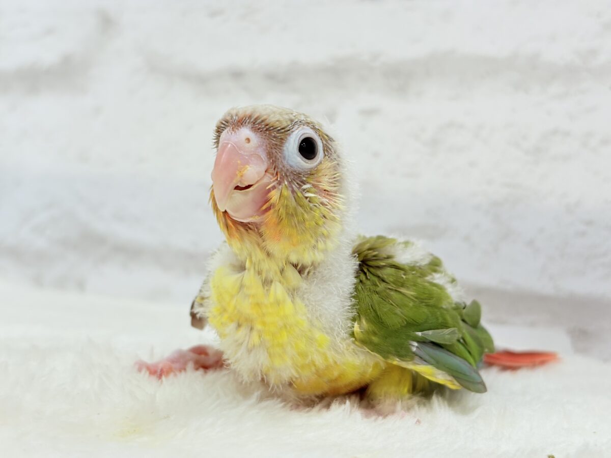 【最新画像・動画更新🪄】常夏⛱もこもこパインちゃん🐣🍍💖ウロコインコ(パイナップル) ヒナ ホオミドリウロコインコ