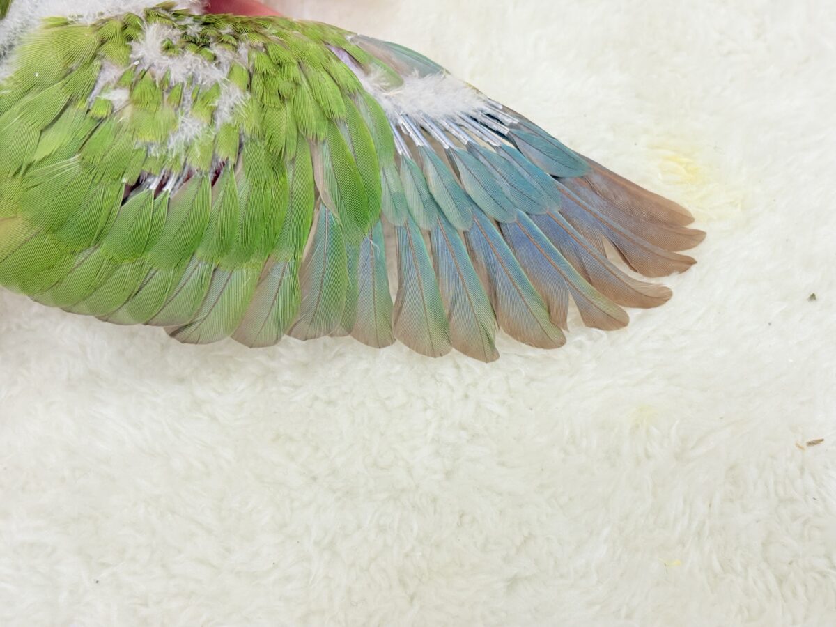 【最新画像・動画更新🪄】常夏⛱もこもこパインちゃん🐣🍍💖ウロコインコ(パイナップル) ヒナ ホオミドリウロコインコ