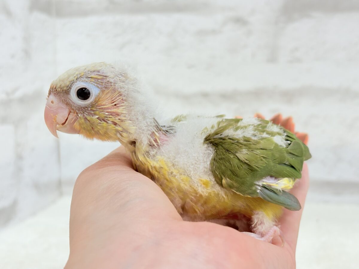 【最新画像・動画更新🪄】常夏⛱もこもこパインちゃん🐣🍍💖ウロコインコ(パイナップル) ヒナ ホオミドリウロコインコ