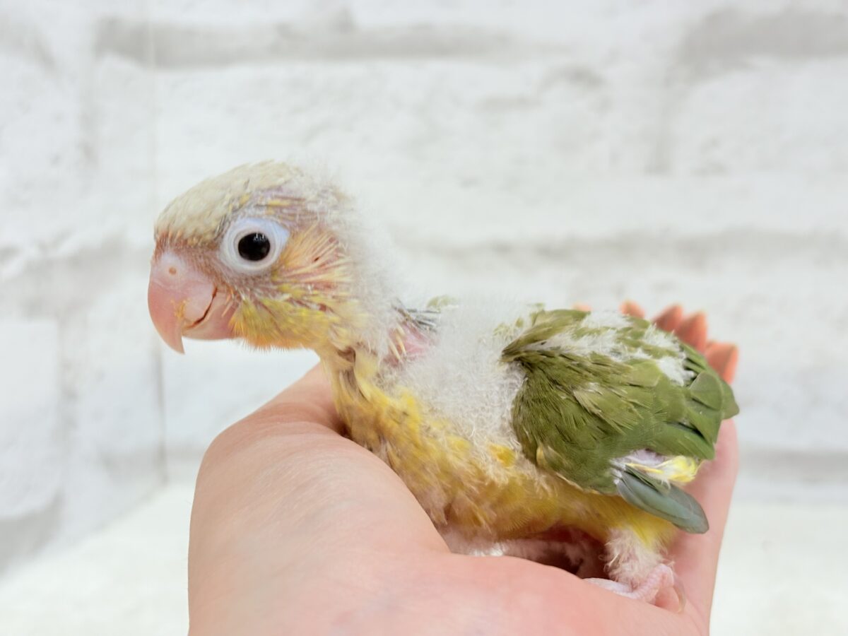 【最新画像・動画更新🪄】常夏⛱もこもこパインちゃん🐣🍍💖ウロコインコ(パイナップル) ヒナ ホオミドリウロコインコ