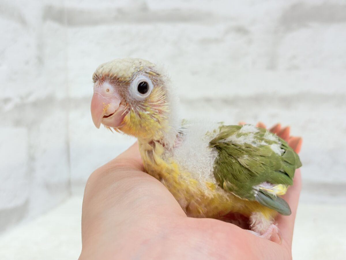 【最新画像・動画更新🪄】常夏⛱もこもこパインちゃん🐣🍍💖ウロコインコ(パイナップル) ヒナ ホオミドリウロコインコ