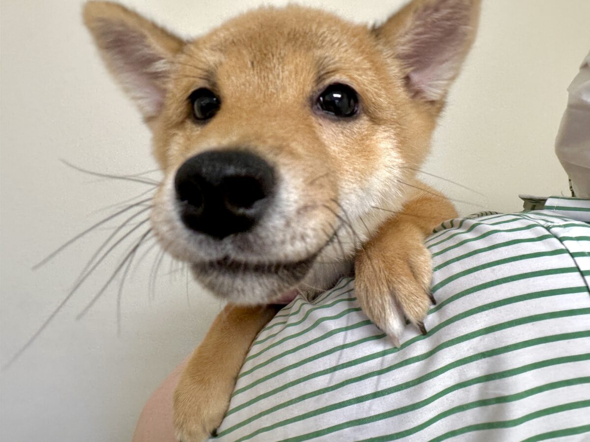 大人気♡豆柴の男の子がやってきた!🐕🩷 豆柴