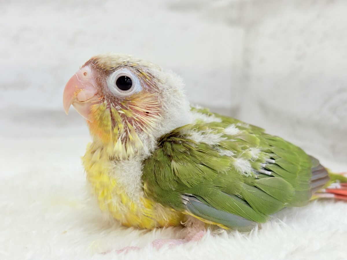 【最新画像・動画更新🪄】常夏⛱もこもこパインちゃん🐣🍍💖ウロコインコ(パイナップル) ヒナ ホオミドリウロコインコ