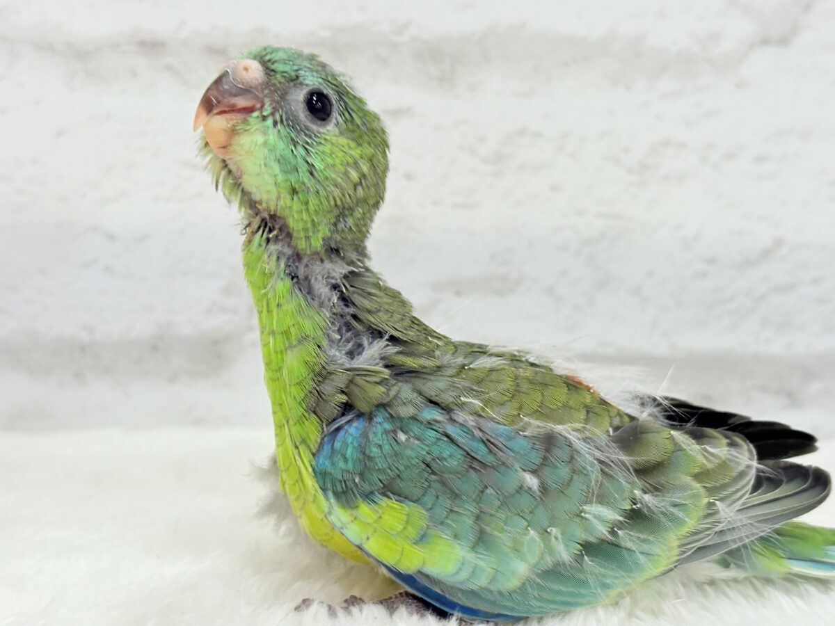 【最新画像更新🪄】美しの声を響かせて〜🐣♬*°ビセイインコ(オパーリン) ヒナ ビセイインコ(美声インコ)