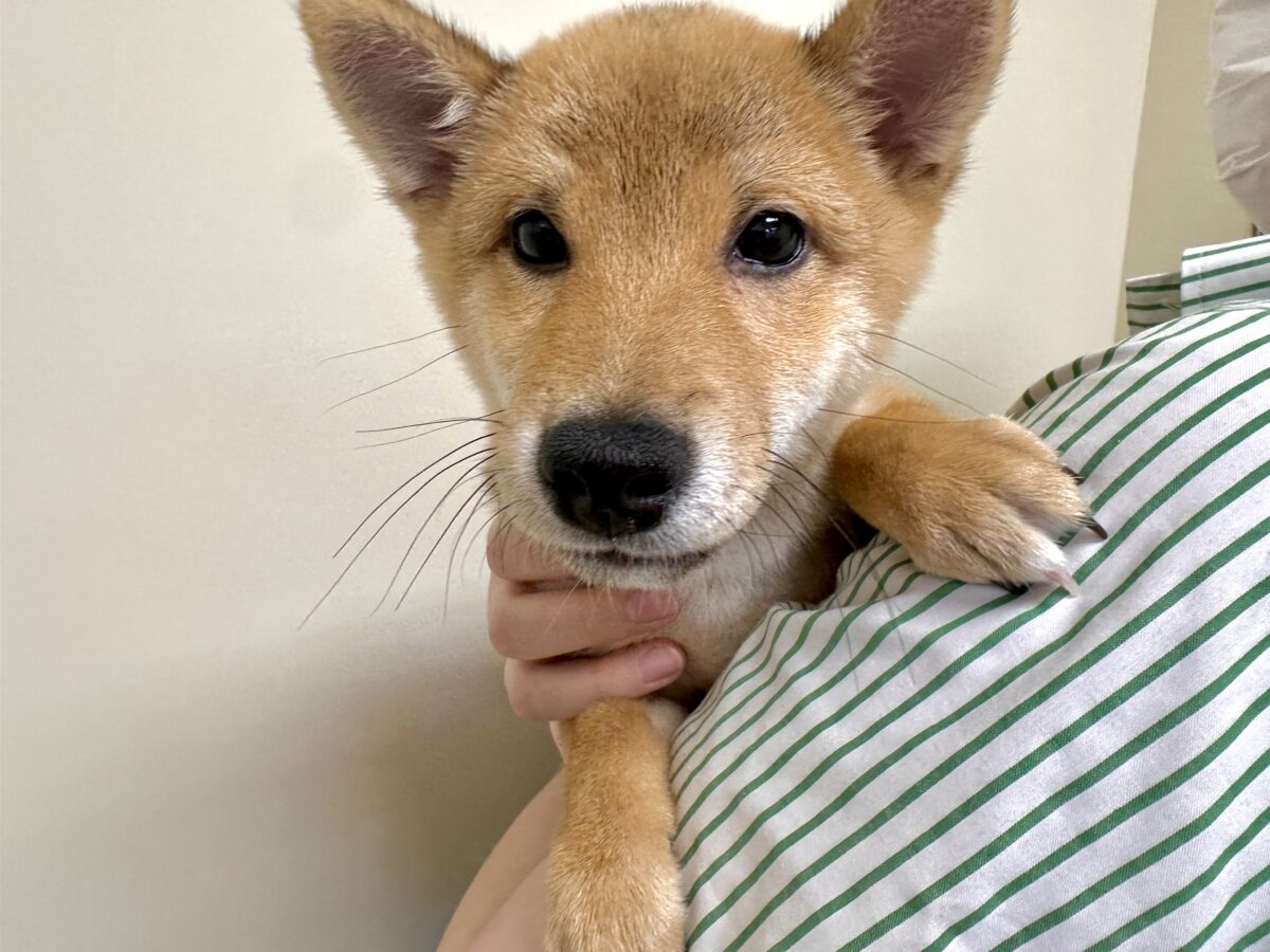 大人気♡豆柴の男の子がやってきた!🐕🩷 豆柴