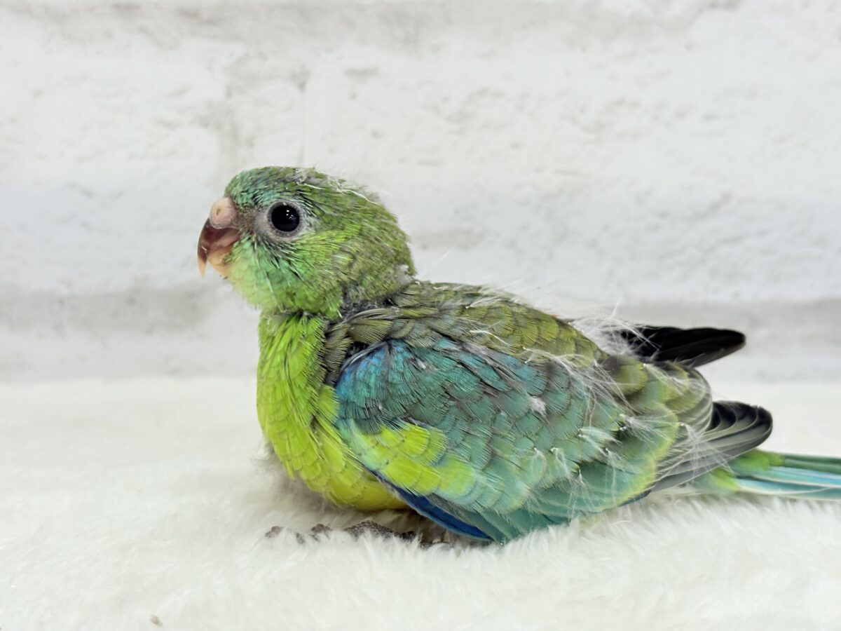 【最新画像更新🪄】美しの声を響かせて〜🐣♬*°ビセイインコ(オパーリン) ヒナ ビセイインコ(美声インコ)