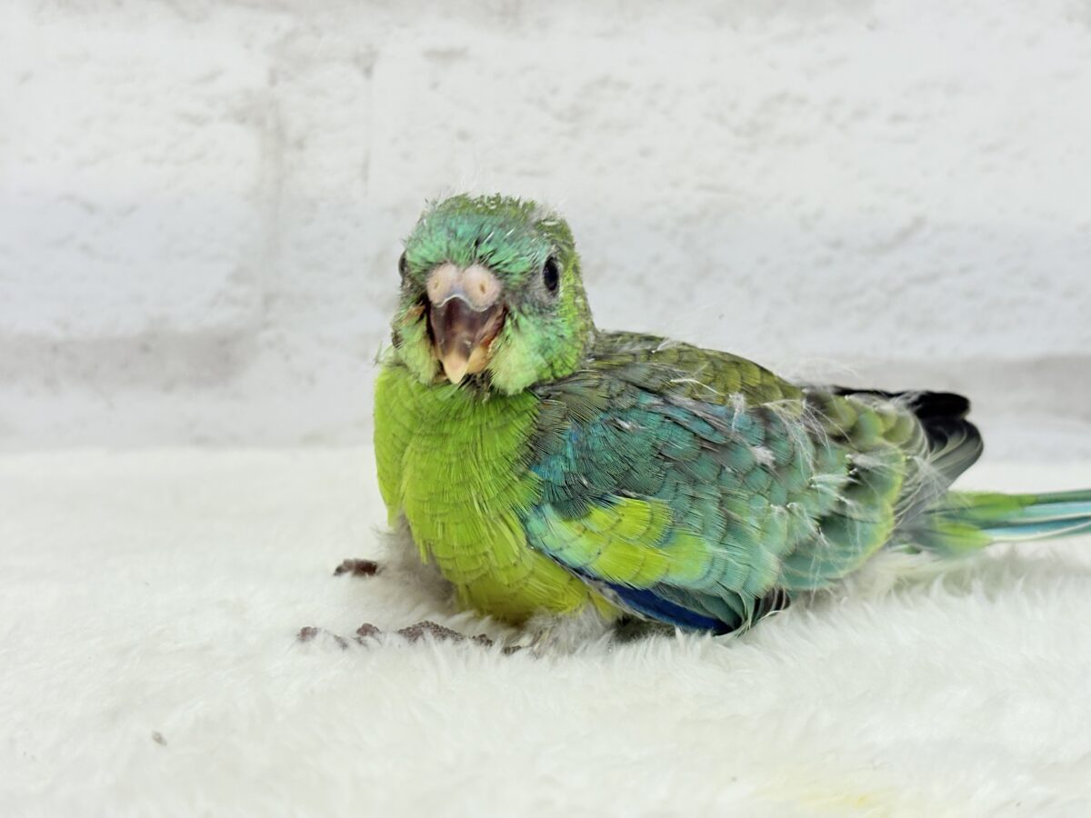 ビセイインコ（美声インコ）
