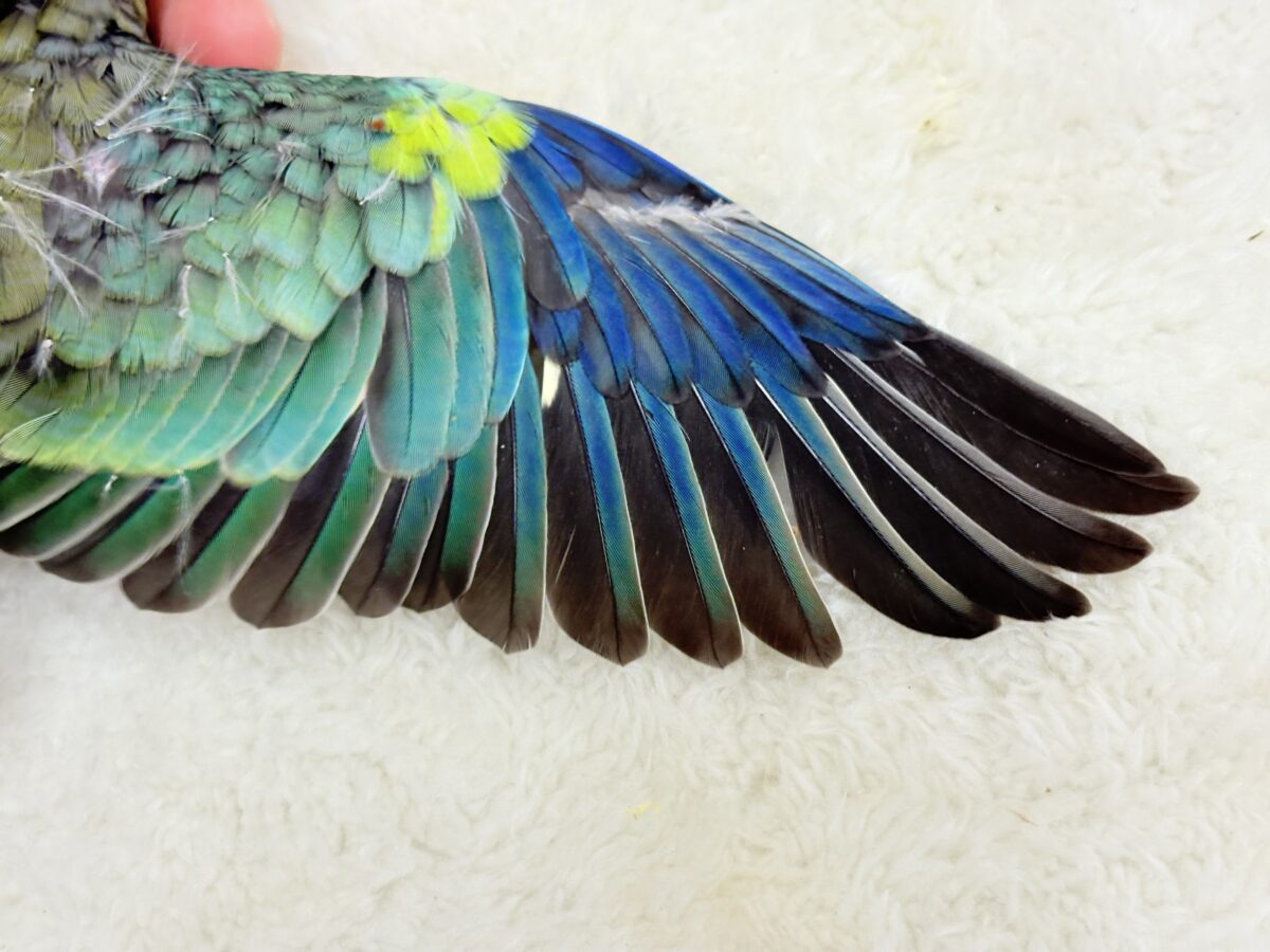 【最新画像更新🪄】美しの声を響かせて〜🐣♬*°ビセイインコ(オパーリン) ヒナ ビセイインコ(美声インコ)