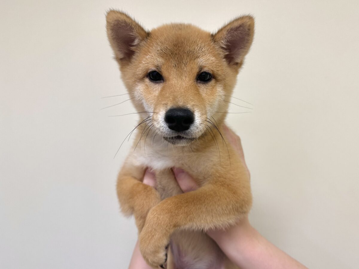 大人気♡豆柴の男の子がやってきた!🐕🩷 豆柴