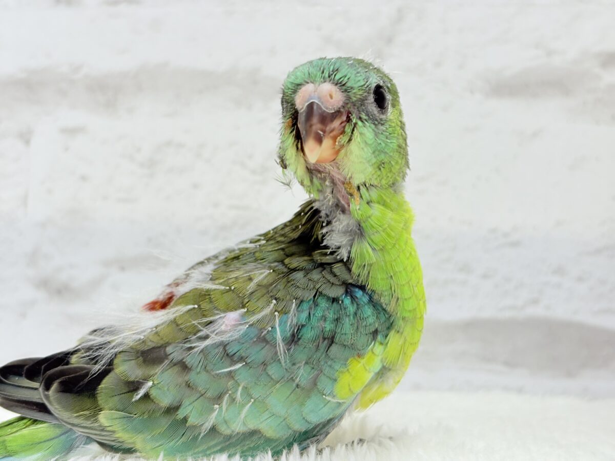 【最新画像更新🪄】美しの声を響かせて〜🐣♬*°ビセイインコ(オパーリン) ヒナ ビセイインコ(美声インコ)