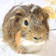 🐹✨ちょっぴり長めの毛が魅力♡イングリッシュモルモットの男の子(ミディアムヘア)